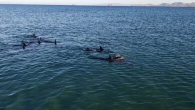 Rescatan a 17 delfines varados en La Paz, BCS