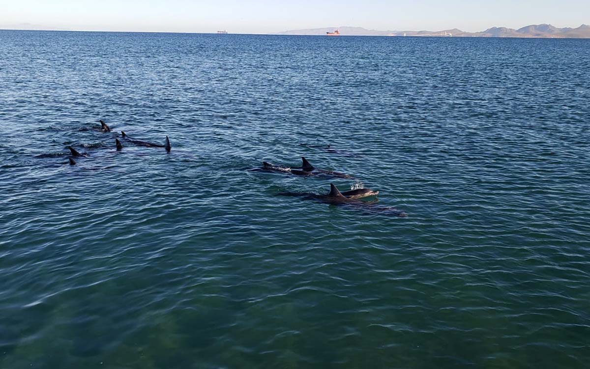 Rescatan a 17 delfines varados en La Paz, BCS