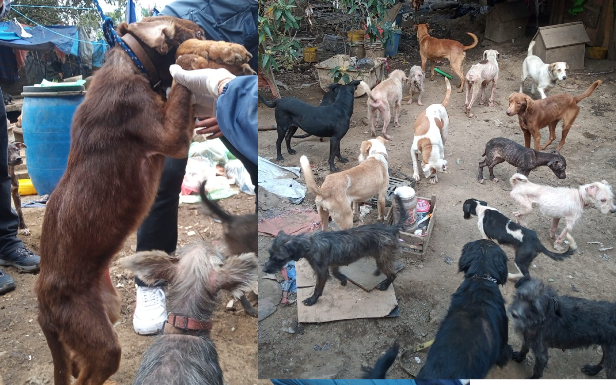 Rescatan a más de 100 perritos maltratados y abandonados en Tlalpan | Fotos