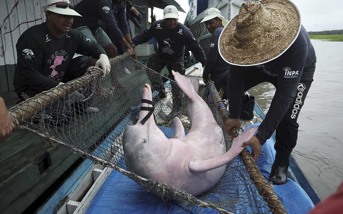 Rescatan en la amazonia boliviana a delfines rosados atrapados en espejos de agua