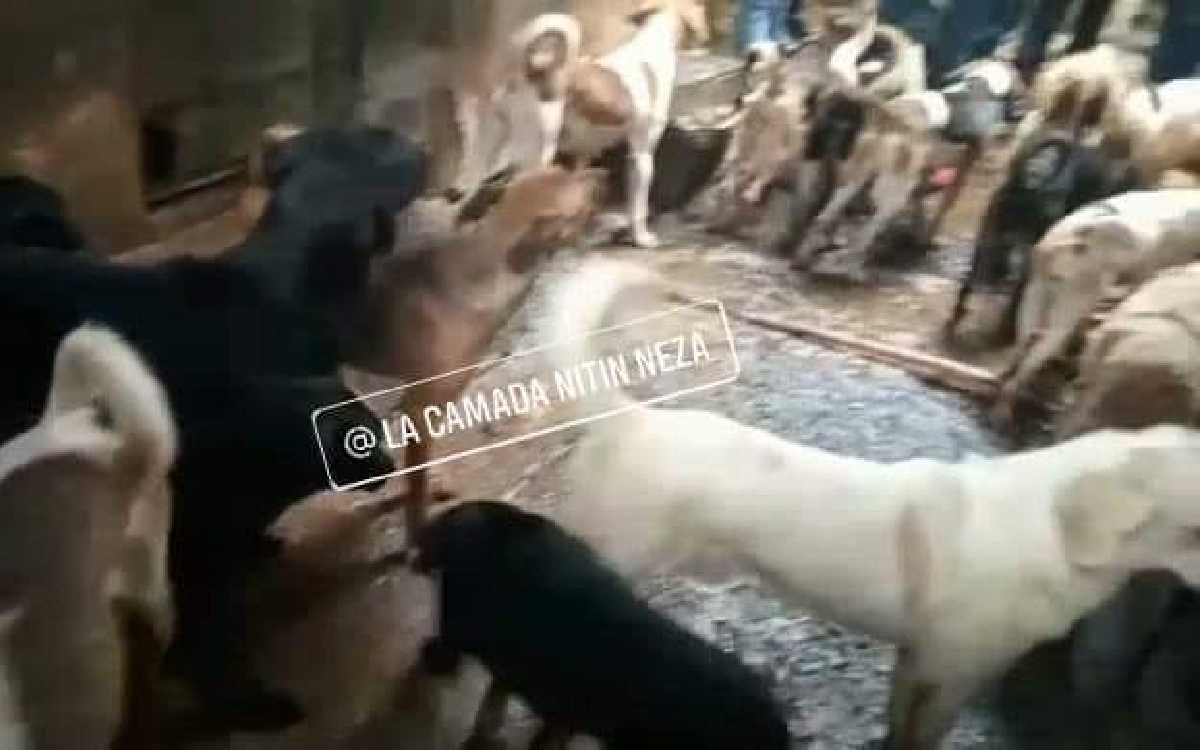 Rescate masivo de perros en Neza; indagan si eran vendidos a taqueros