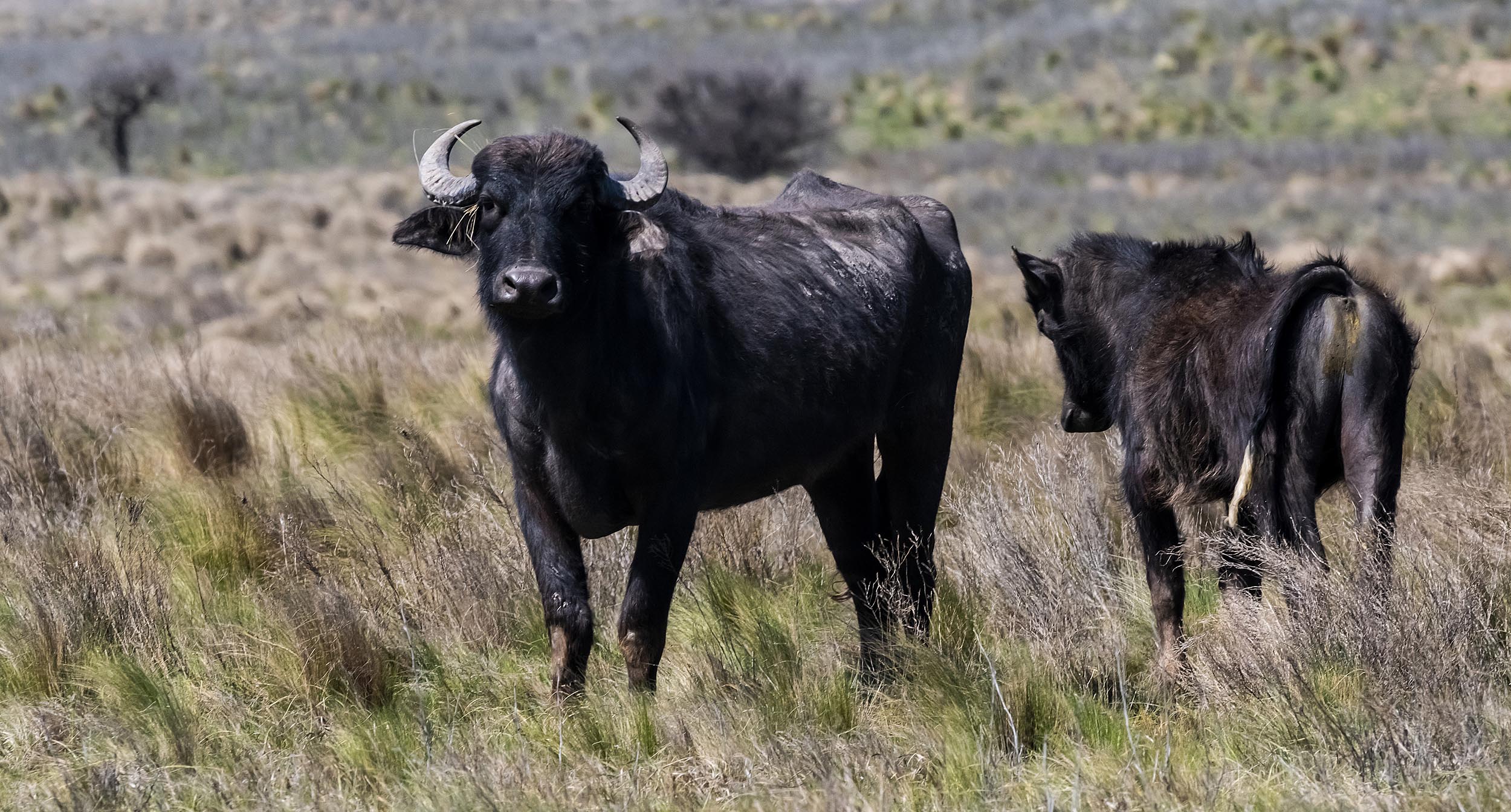 Se invierten los papeles: búfalo herido a tiros mata a famoso cazador
