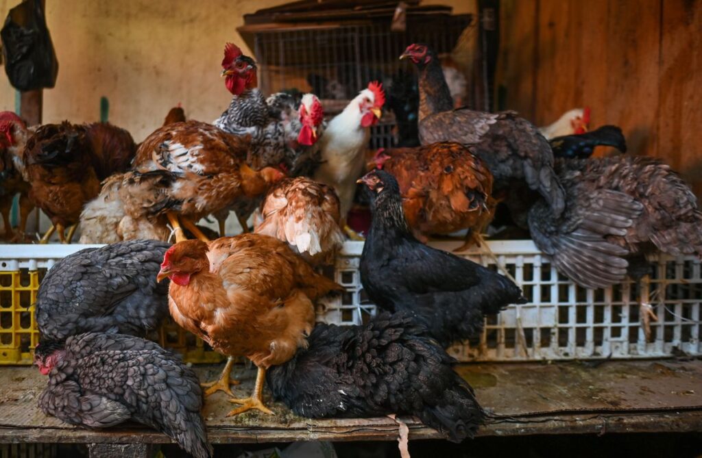 Un brote de gripe aviar en una granja con 60.000 pollos de Nuevo León pone en alerta a México y EE UU