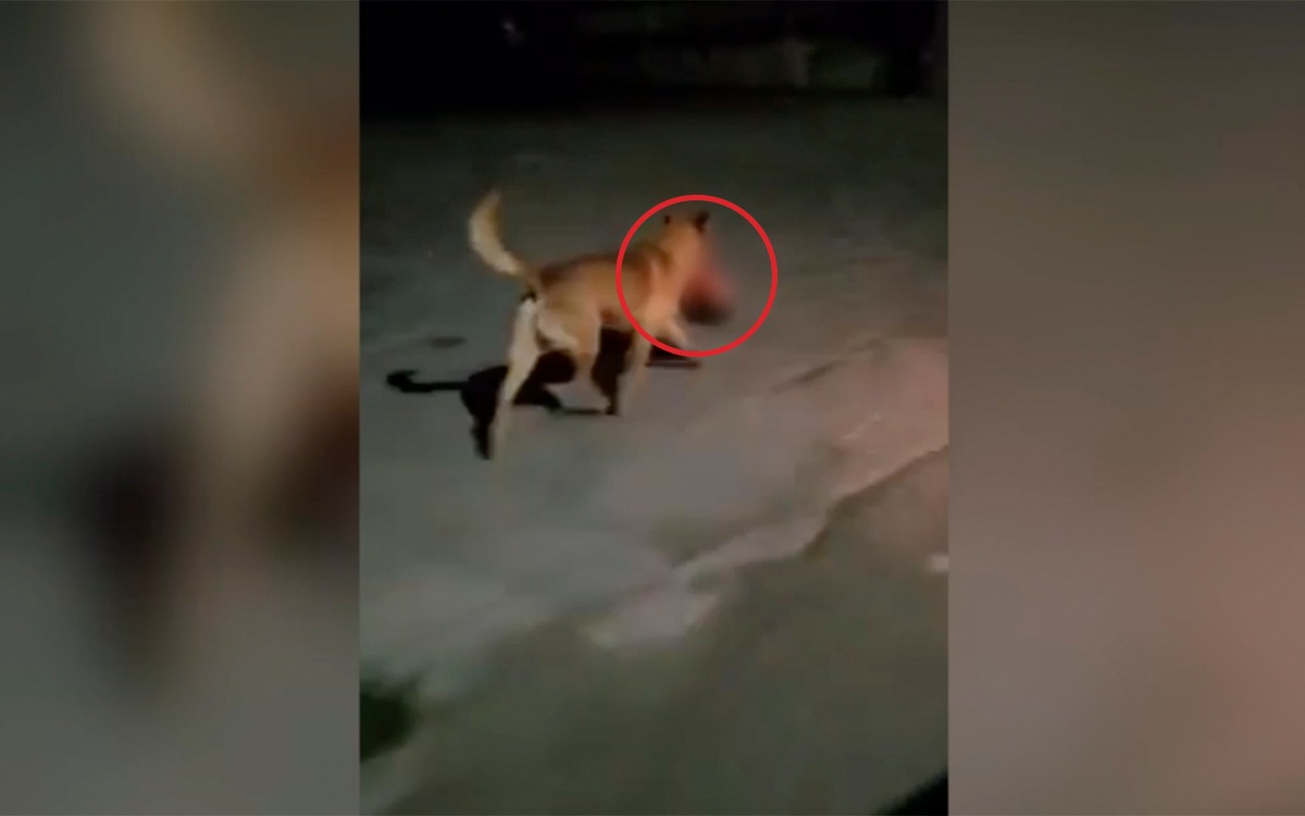 Video: Captan a perro paseando con cabeza humana en Zacatecas | Fuertes imágenes