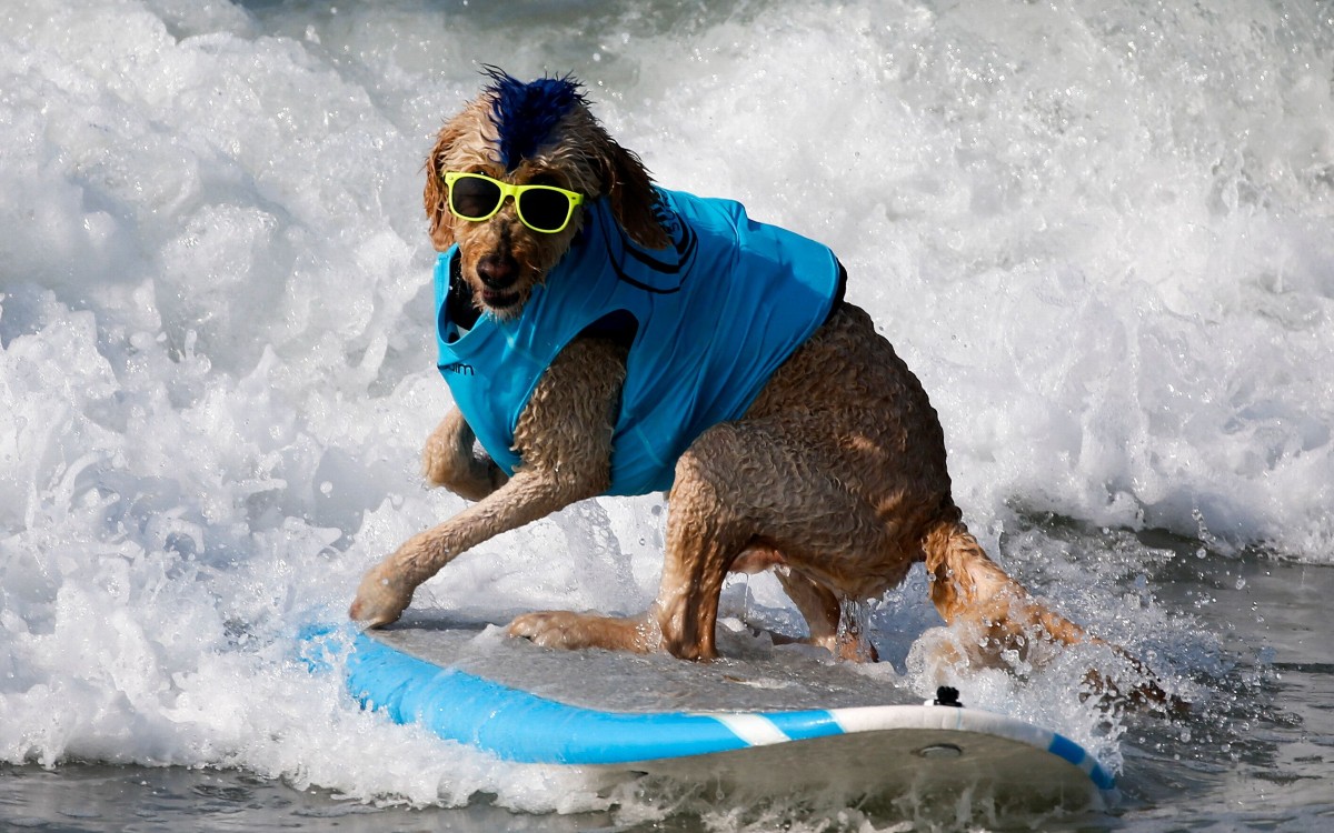 ¡Guau! Revive los momentos más perrones del Campeonato Mundial de Surf de Perros 2022 | Video