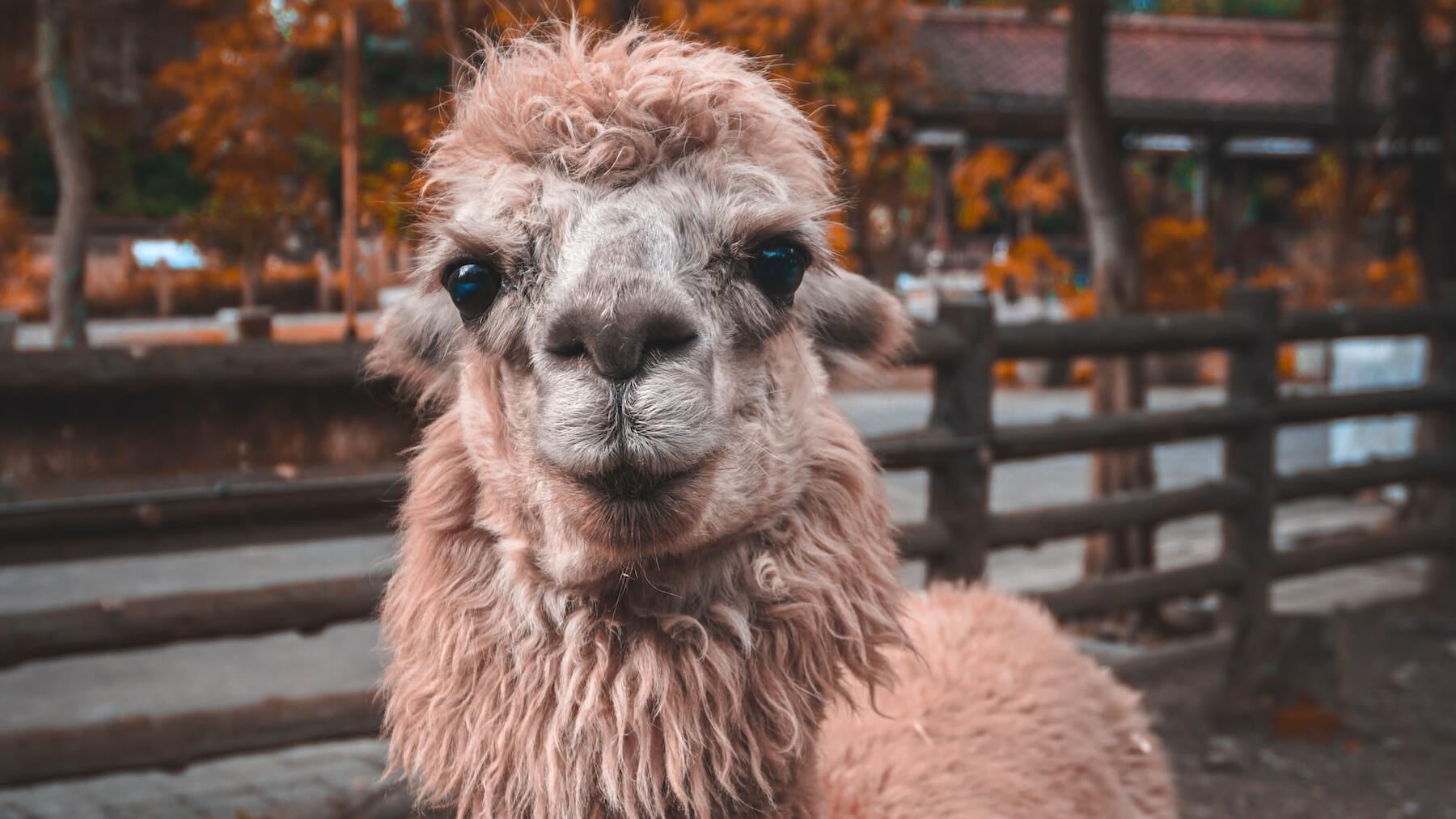 ¿Cuál es la diferencia entre la llama y la alpaca?