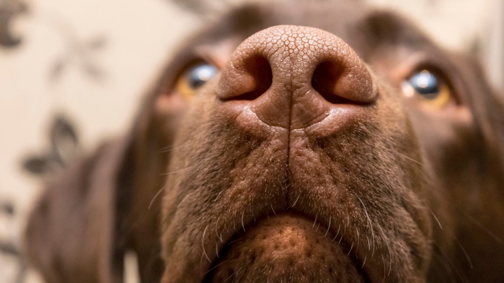 ¿Es verdad que los perros huelen el miedo?
