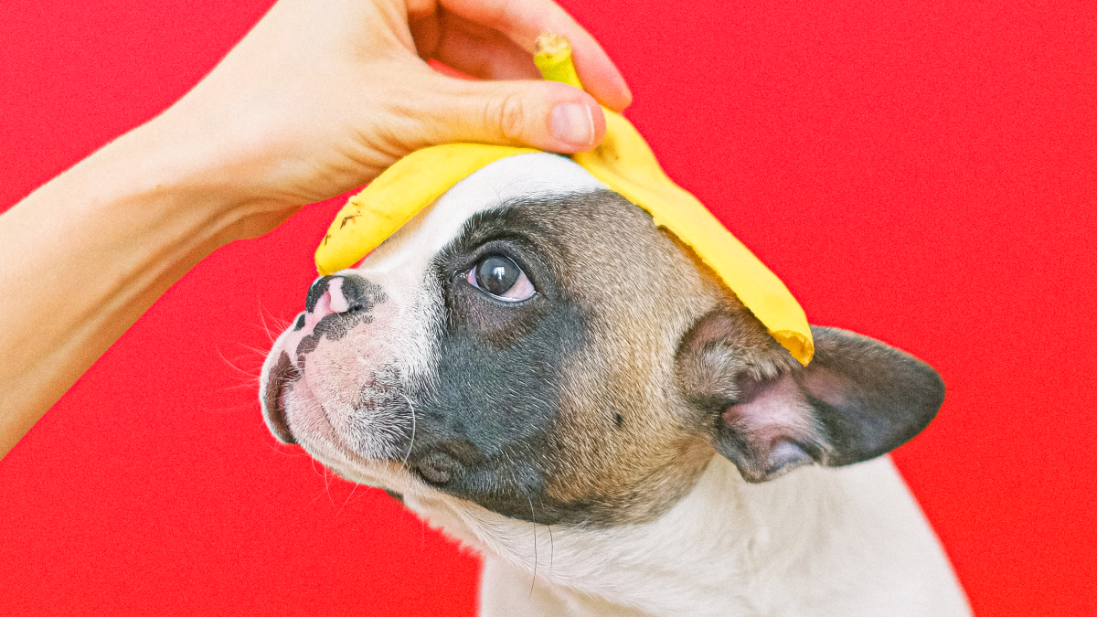 ¿Puede tu perro comer banana? Los alimentos que son y lo que no son seguros para tu mascota