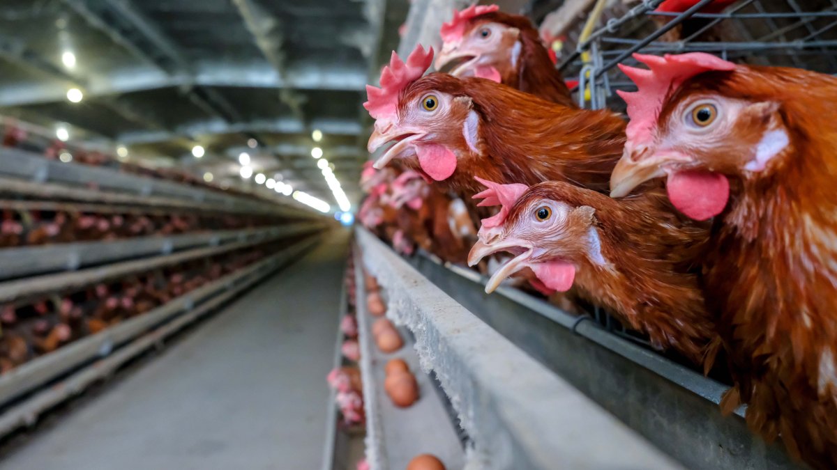 Sacrifican millones de pollos tras hallar gripe aviar en una granja en Estados Unidos