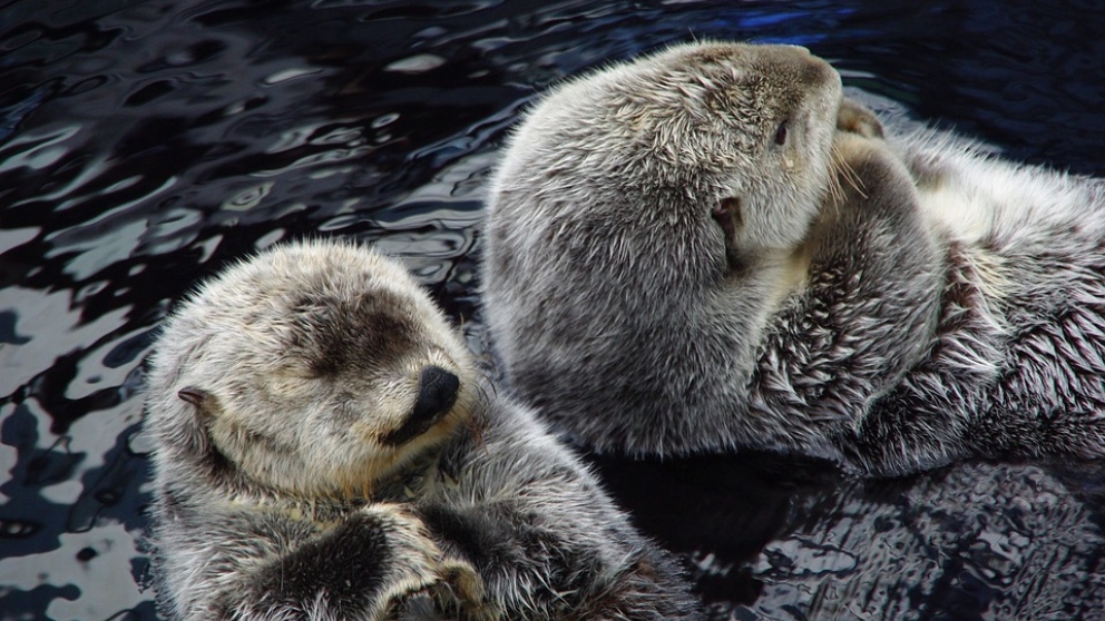 5 curiosidades de la foca monje