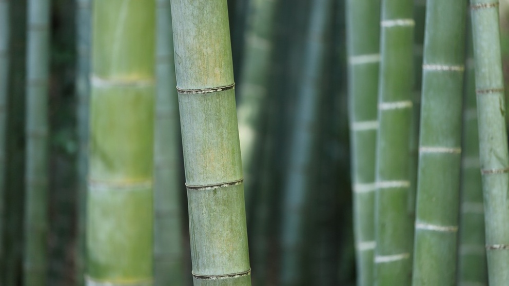 Beneficios de los calcetines de bambú