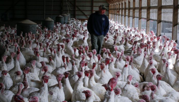 Brote de gripe aviar no representa riesgo para la salud pública: AMLO