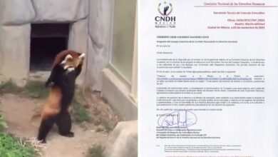 CNDH envía oficio a consejero por compartir video de panda que intenta asustar a una piedra