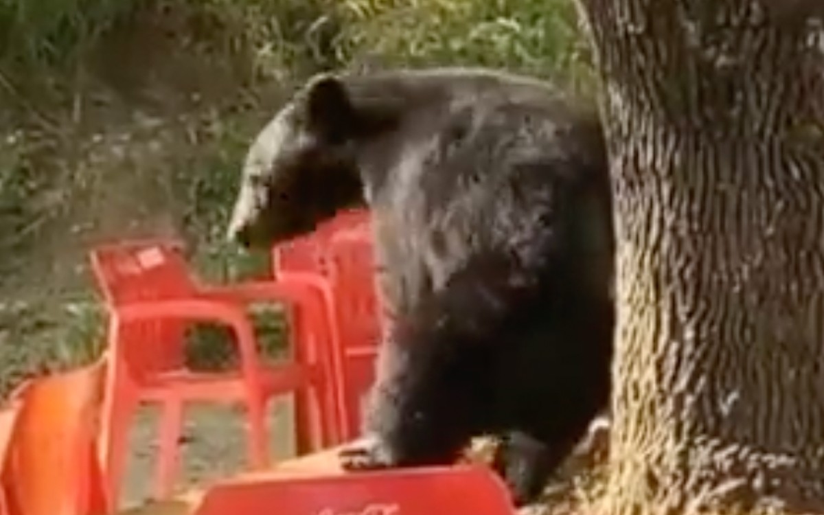Captan a oso ‘bailando’ en cafetería de la UANL | Video