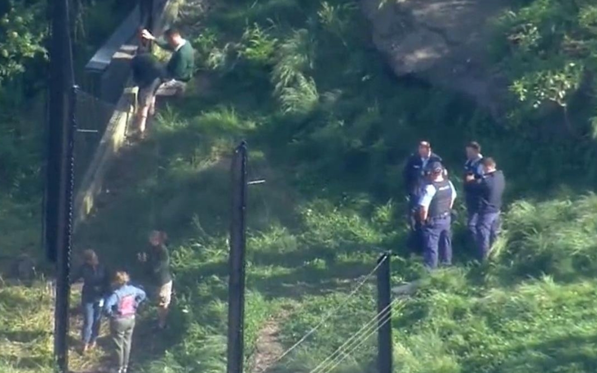 Cinco leones se fugan de zoológico de Sidney; implementan protocolo de seguridad