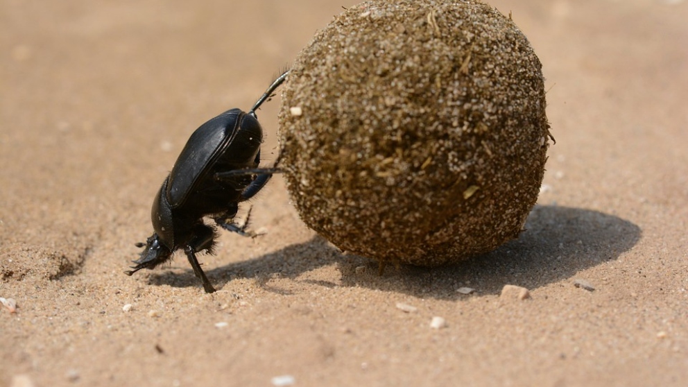 Curiosidades del escarabajo pelotero