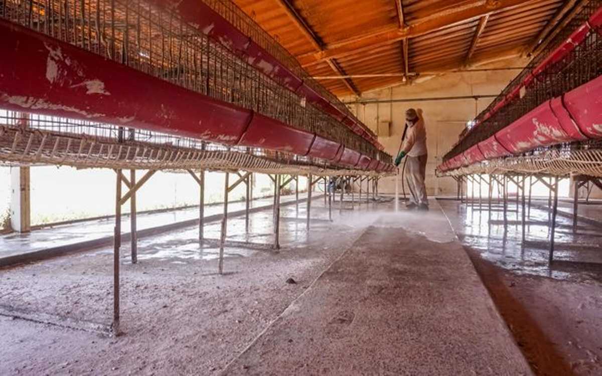 Declaran cuarentena en granja de Jalisco por gripe aviar