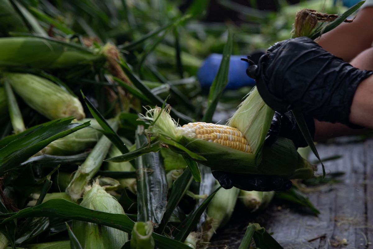 Dos senadores de EE UU piden abrir consultas comerciales con México por la prohibición del maíz transgénico