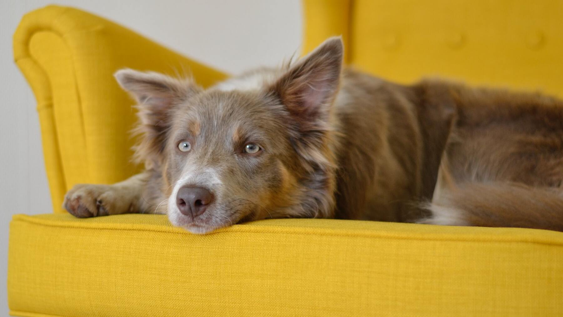 El remedio casero para que los pelos de tu mascota no se peguen en el sofá