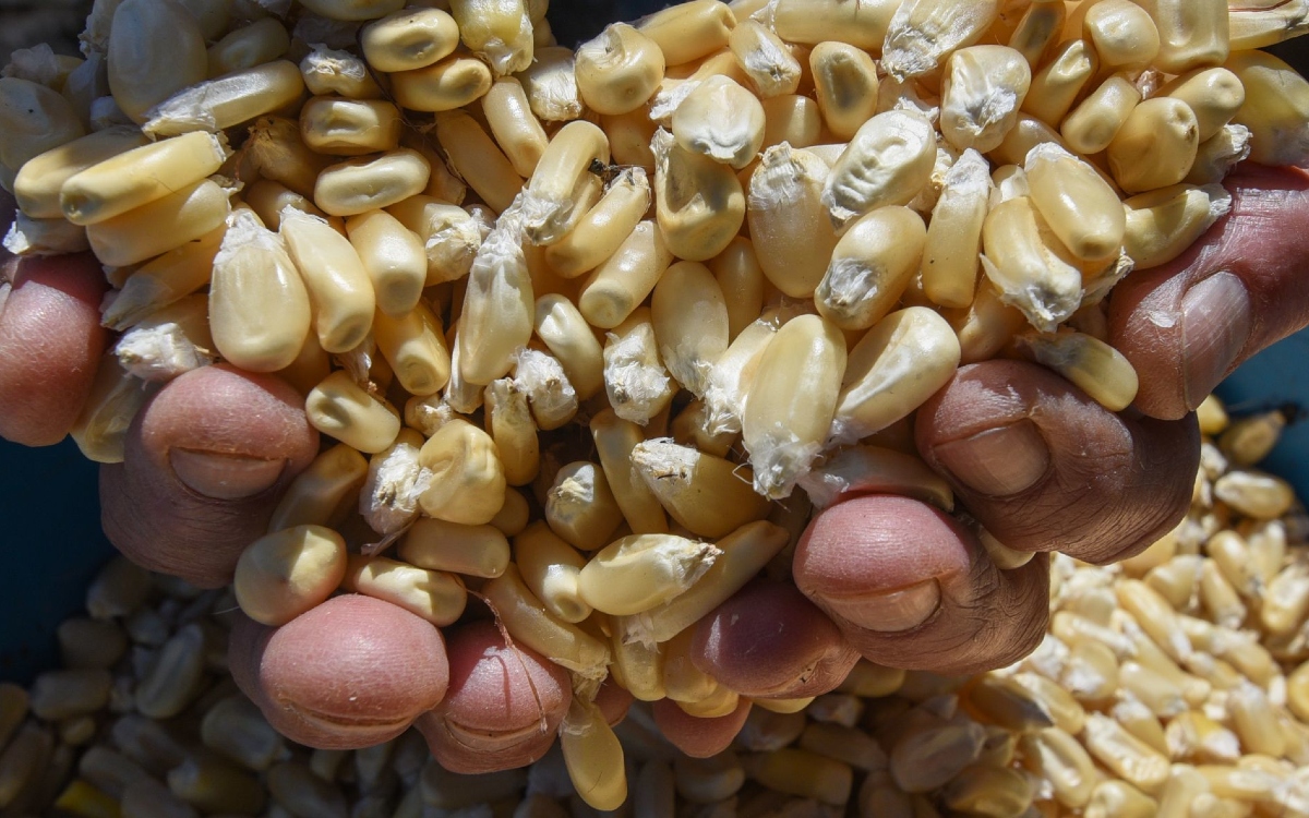 Importación de granos amenaza seguridad alimentaria en México: UNAM