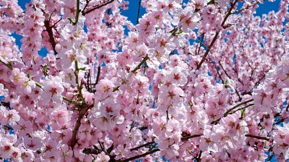 Las flores japonesas y su significado