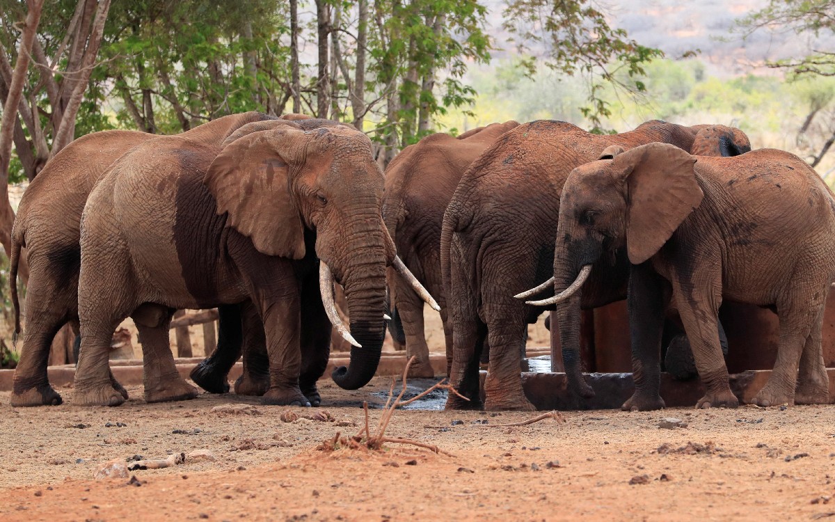 Manada de elefantes se 'emborracha' en la India