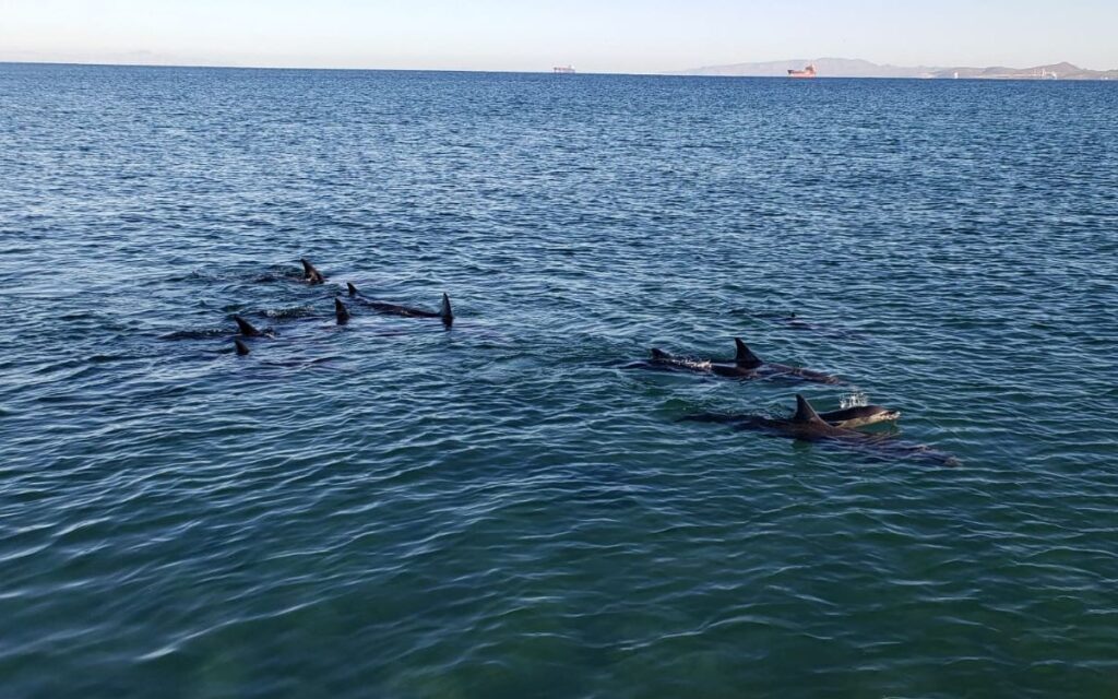 Profepa auxilió a 17 delfines varados y a sus crías para regresar al mar