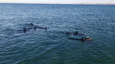 Profepa auxilió a 17 delfines varados y a sus crías para regresar al mar
