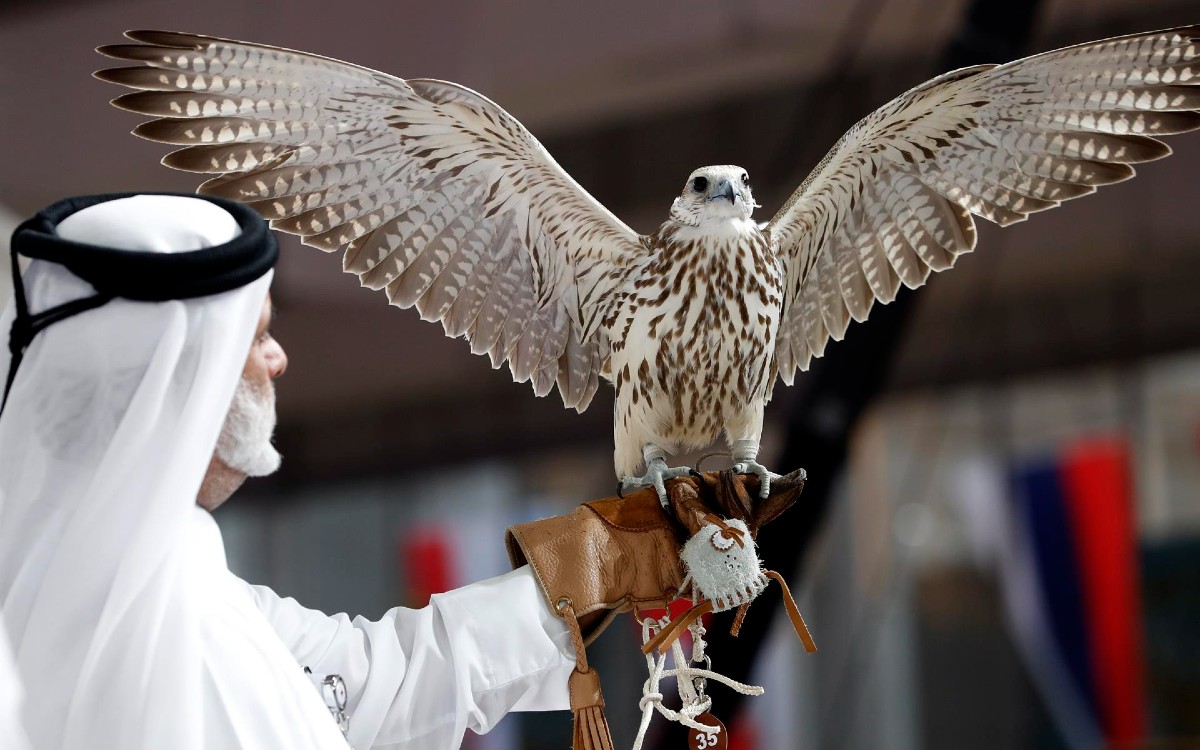 Qatar 2022 | Halcón milenario: mascota y lujosa tradición | Video
