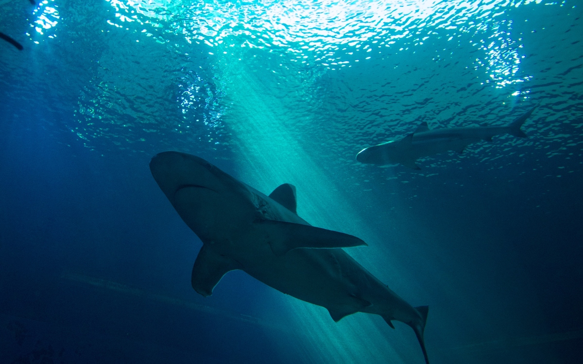 Tratado internacional avala regulación de comercio de aletas y carne de 54 especies tiburón