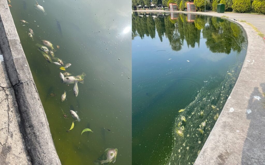 UNAM investigará muerte de peces en Chapultepec: Sheinbaum