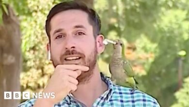 Ver: Parrot roba el auricular del reportero en vivo en el aire