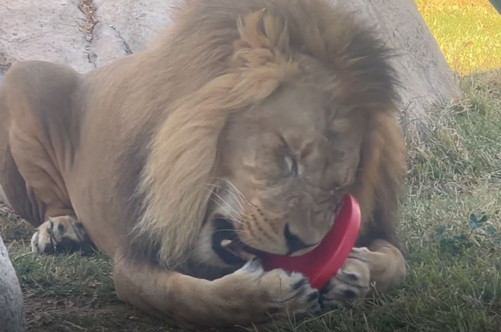 leones en zoológico juegan con sus nuevos juguetes interactivos