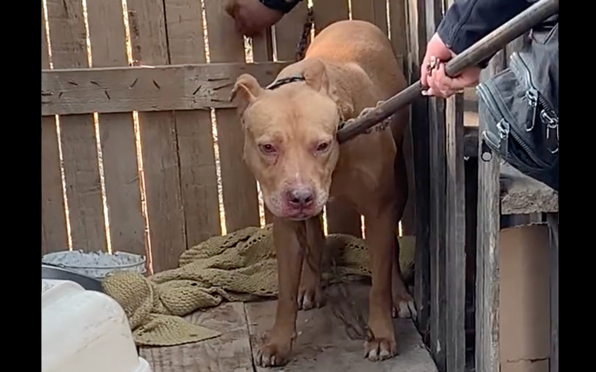 ¡Por fin! Rescatan a perrito encadenado y encerrado en caja de madera en Azcapotzalco | Videos
