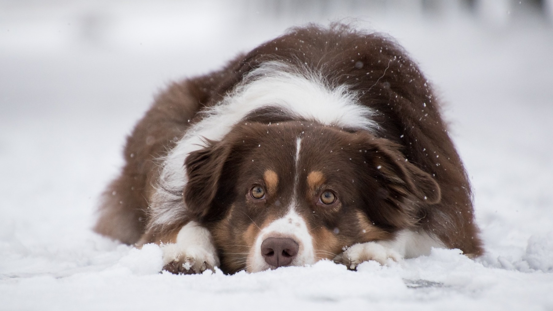 ¿Cómo saber si el perro tiene frío? Claves a tener en cuenta