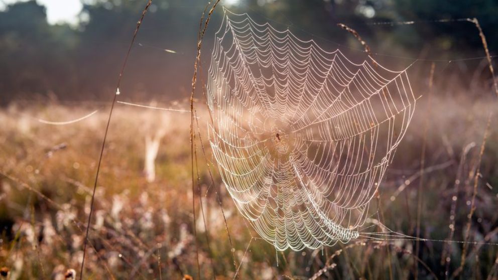 ¿Cómo se hace la tela de araña y cómo es de resistente?