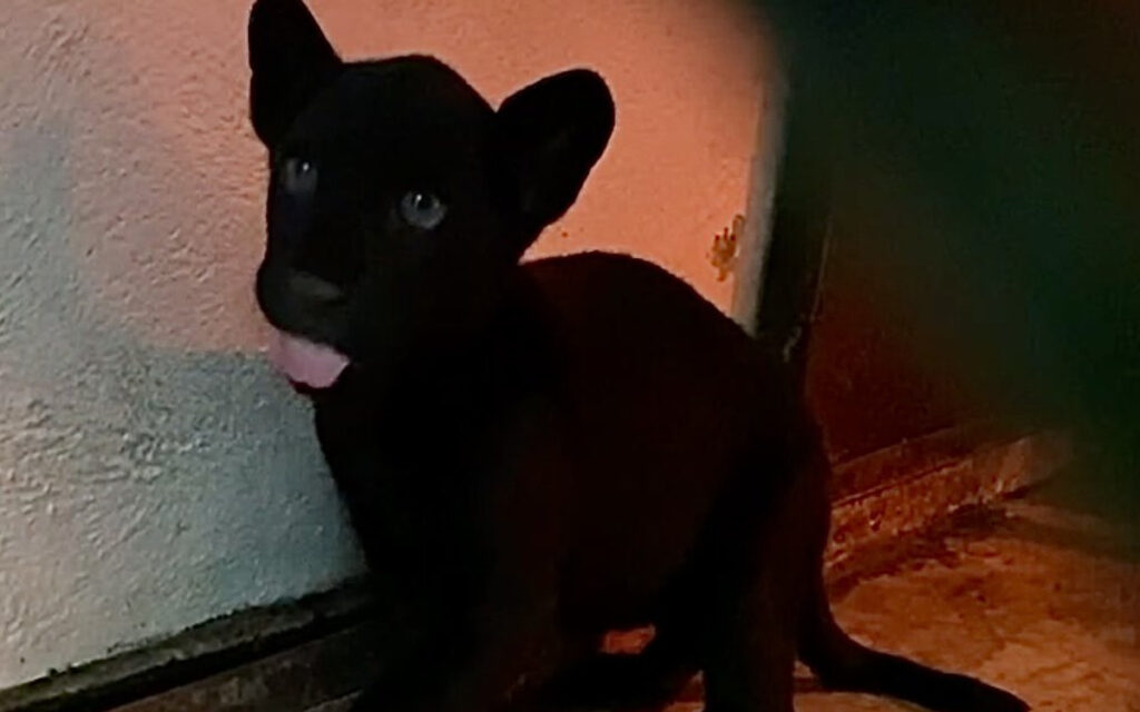 ¡Roar! Jaguar negro es el nuevo habitante en Zoológico Chapultepec