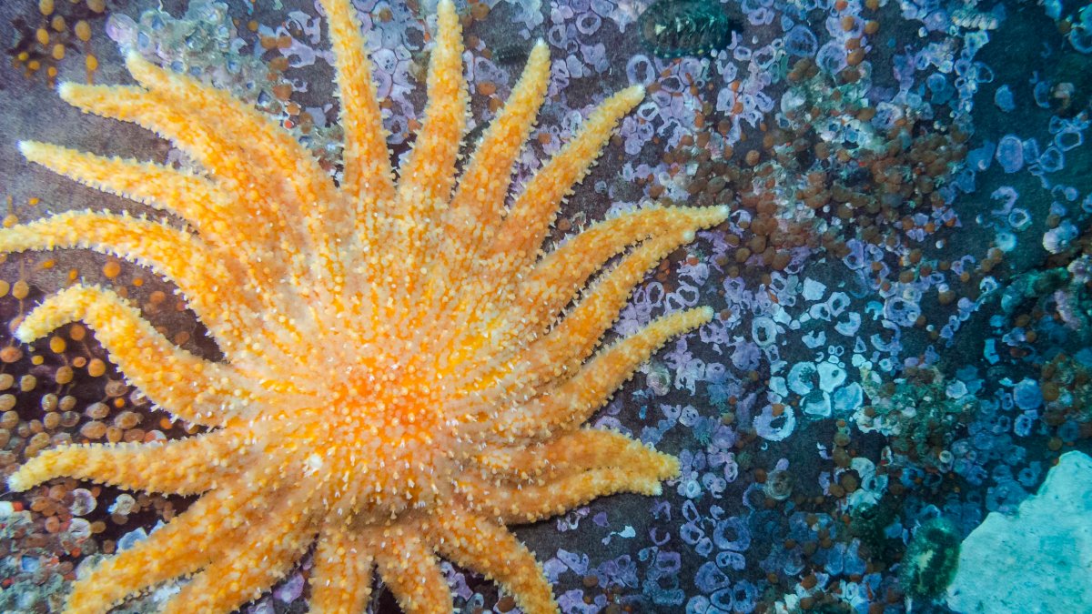 expertos exigen adoptar medidas para salvar a la estrella de mar girasol