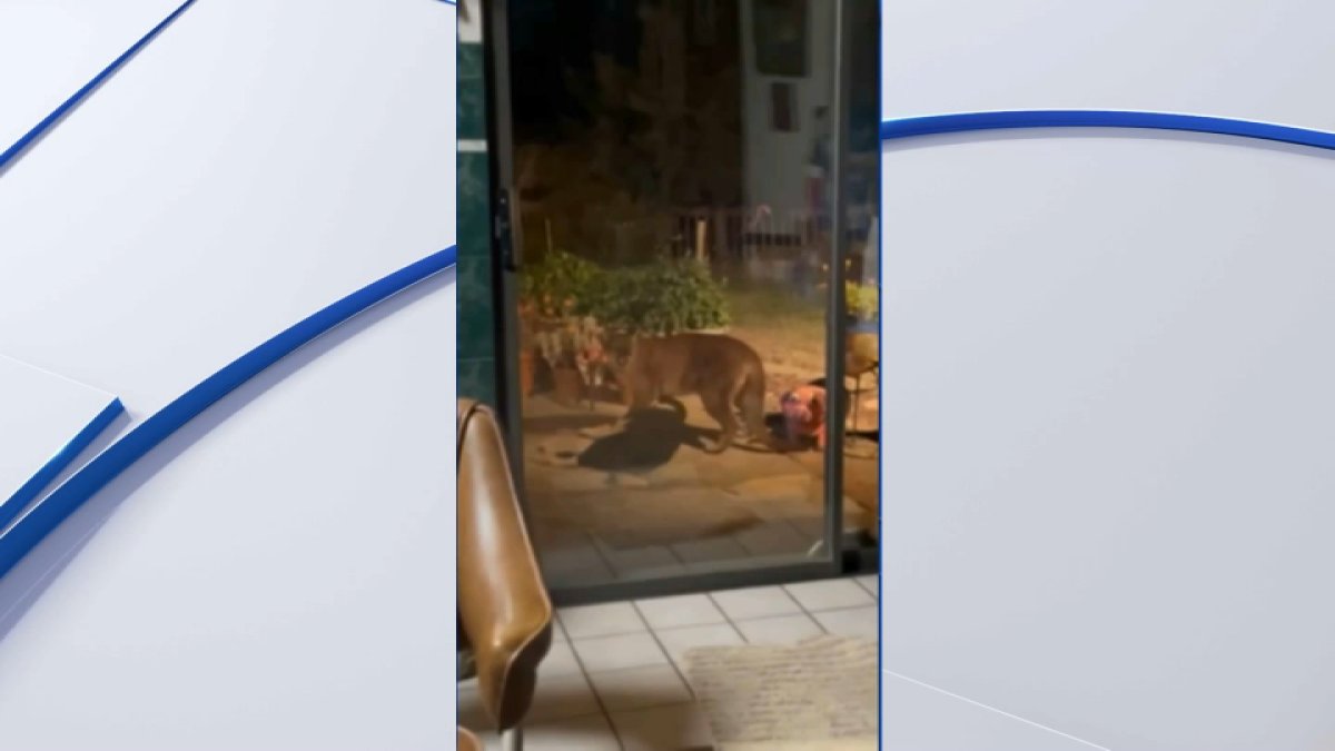 enorme puma mata dos cabras y ataca a un perro en el patio de una vivienda en Santa Rosa