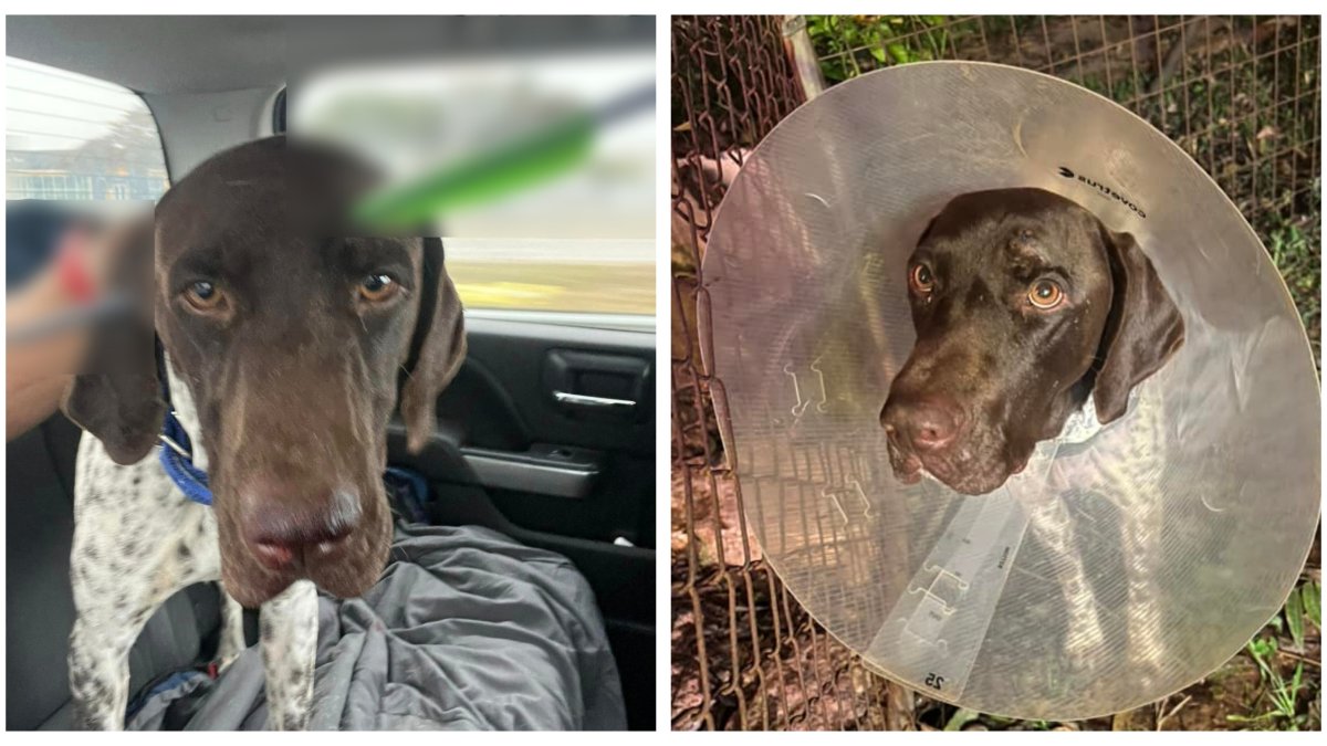 Se recupera Boomer, perro hallado con una flecha atravesada en la cabeza en Devine, Texas