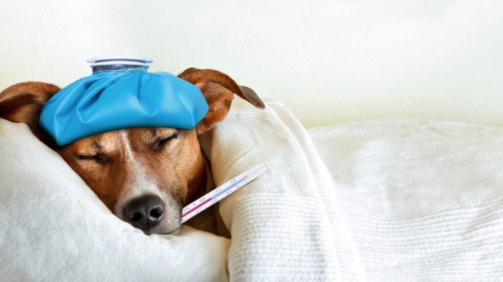 Gripe canina: ¿qué es y cómo saber si tu mascota está enferma?