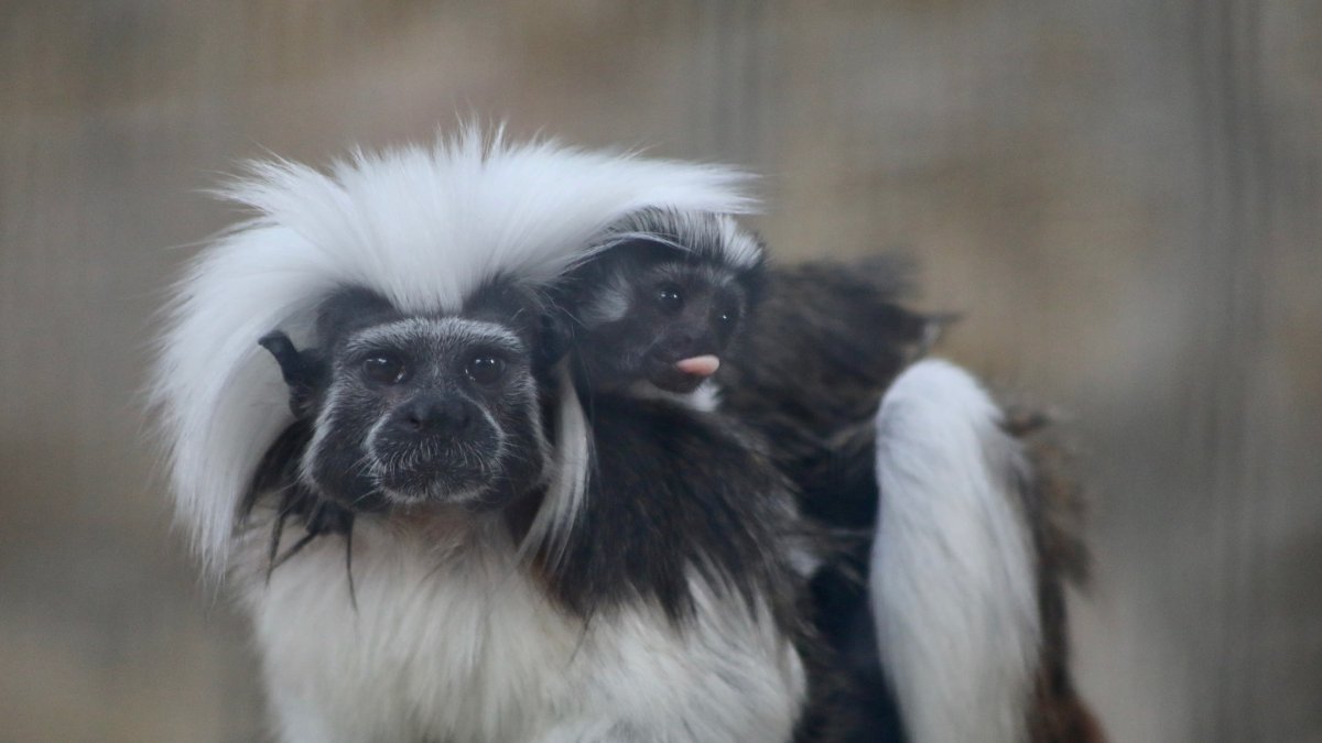 Zoológico de San Antonio da la bienvenida a dos monos tití