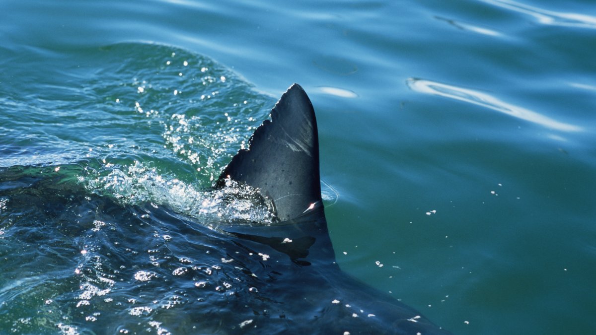 EEUU busca prohibir la venta de aletas de tiburón