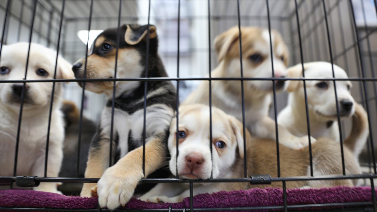 Nueva York prohibirá la venta de perros, en tiendas minoristas