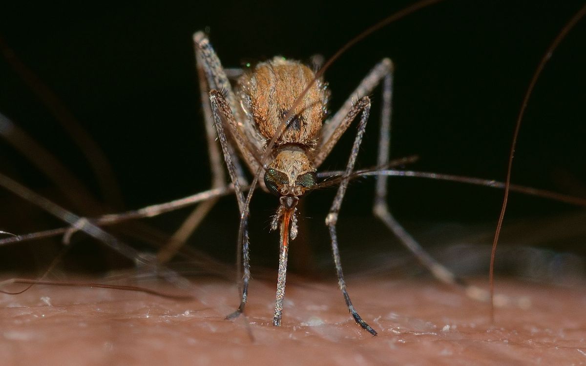 Brasil registró 987 muertes por dengue en 2022