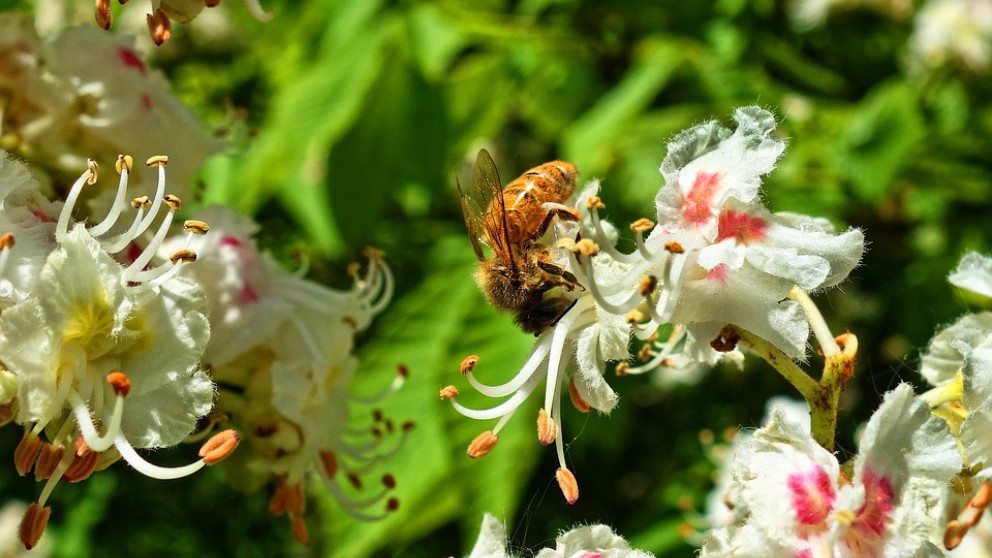 Curiosidades sobre las abejas que no conocías