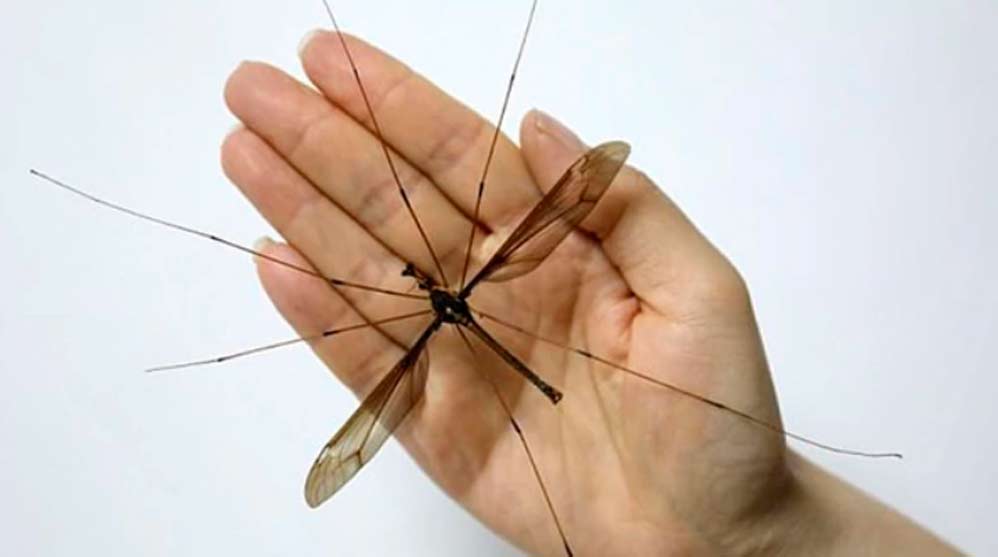 Descubren el mosquito más grande del mundo en China