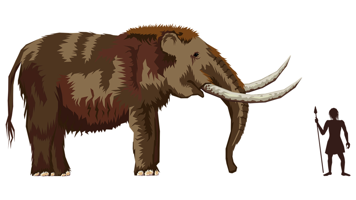 Descubren por qué los mamuts eran tan grandes