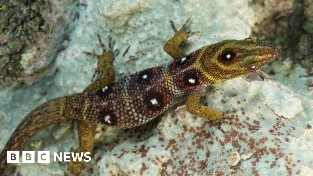 Ejército de isleños para proteger a un gecko del tamaño de un clip