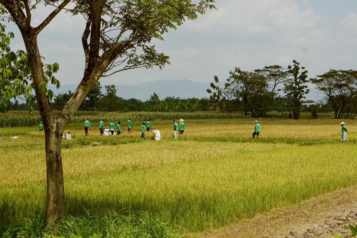 Eratani apoya a los agricultores de Indonesia durante todo el proceso de cultivo